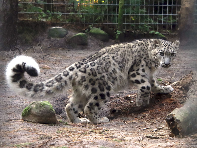  Snow Leopard at GarLyn Zoo